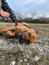 DOBI, Hund, Mischlingshund in Ungarn - Bild 3