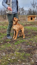 NOKEDLI, Hund, Mischlingshund in Ungarn - Bild 3