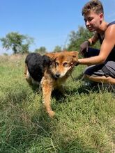 HEDI, Hund, Mischlingshund in Ungarn - Bild 2