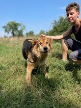 HEDI, Hund, Mischlingshund in Ungarn - Bild 4