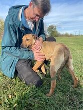 MOLLY, Hund, Mischlingshund in Ungarn - Bild 3