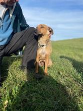 MOLLY, Hund, Mischlingshund in Ungarn - Bild 4