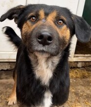 MAX, Hund, Mischlingshund in Kerpen