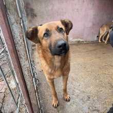 MUCK, Hund, Mischlingshund in Rumänien - Bild 3