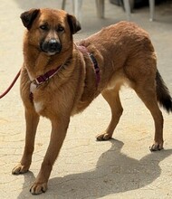 MUCK, Hund, Mischlingshund in Bergheim