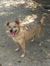 DANTE, Hund, Mischlingshund in Kerpen