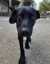 NIKA, Hund, Mischlingshund in Kroatien - Bild 10