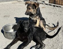 NIKA, Hund, Mischlingshund in Kroatien - Bild 11