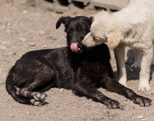 NIKA, Hund, Mischlingshund in Kroatien - Bild 13