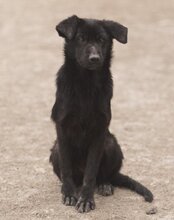 NIKA, Hund, Mischlingshund in Kroatien - Bild 15