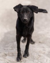 NIKA, Hund, Mischlingshund in Kroatien - Bild 17