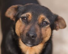 PAULINA, Hund, Mischlingshund in Kroatien