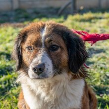 ZENGÖ, Hund, Mischlingshund in Ungarn - Bild 2