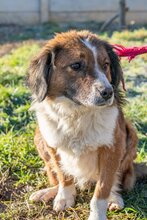 ZENGÖ, Hund, Mischlingshund in Ungarn - Bild 3