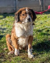 ZENGÖ, Hund, Mischlingshund in Ungarn - Bild 4