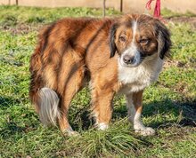 ZENGÖ, Hund, Mischlingshund in Ungarn - Bild 5