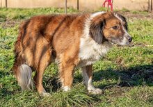 ZENGÖ, Hund, Mischlingshund in Ungarn - Bild 6