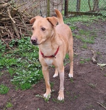 ROYCE, Hund, Mischlingshund in Osten - Bild 18