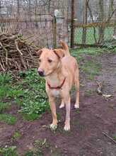 ROYCE, Hund, Mischlingshund in Osten - Bild 19