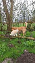 ROYCE, Hund, Mischlingshund in Osten - Bild 20