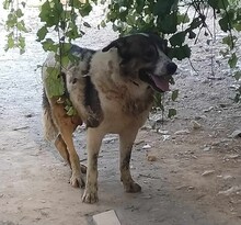 ATLAS, Hund, Mischlingshund in Griechenland - Bild 3