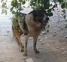 ATLAS, Hund, Mischlingshund in Griechenland - Bild 8