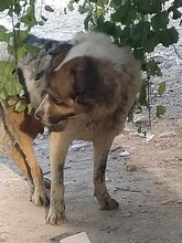 ATLAS, Hund, Mischlingshund in Griechenland - Bild 9