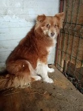 GEORGE, Hund, Spitz-Mix in Rumänien - Bild 2