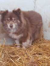 GEORGE, Hund, Spitz-Mix in Rumänien - Bild 3