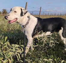 JASON, Hund, Mischlingshund in Griechenland - Bild 2