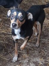 LADY, Hund, Mischlingshund in Kerpen