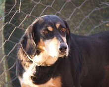 ELPIDA, Hund, Mischlingshund in Griechenland - Bild 1