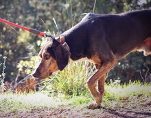 NIO, Hund, Mischlingshund in Griechenland - Bild 3