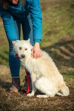 BUMBLEBEE, Hund, Mischlingshund in Ungarn