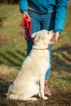 BUMBLEBEE, Hund, Mischlingshund in Ungarn - Bild 2