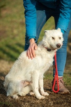 BUMBLEBEE, Hund, Mischlingshund in Ungarn - Bild 3