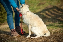 BUMBLEBEE, Hund, Mischlingshund in Ungarn - Bild 7