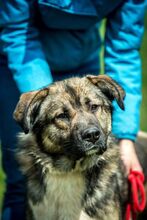 GLORIAN, Hund, Mischlingshund in Ungarn