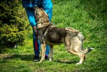 GLORIAN, Hund, Mischlingshund in Ungarn - Bild 2