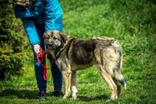 GLORIAN, Hund, Mischlingshund in Ungarn - Bild 5