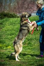 GLORIAN, Hund, Mischlingshund in Ungarn - Bild 6