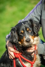 BJORG, Hund, Mischlingshund in Ungarn