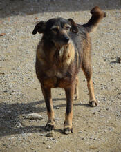 NEON, Hund, Mischlingshund in Portugal - Bild 1