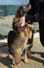 NEON, Hund, Mischlingshund in Portugal - Bild 2