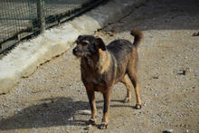 NEON, Hund, Mischlingshund in Portugal - Bild 3