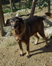 NEON, Hund, Mischlingshund in Portugal - Bild 4