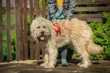 MORPHEUS, Hund, Mischlingshund in Ungarn