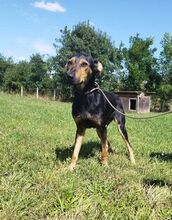 KIFLI, Hund, Mischlingshund in Ungarn - Bild 2