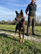 BORDA, Hund, Mischlingshund in Ungarn - Bild 2