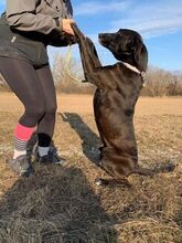 NERO, Hund, Mischlingshund in Ungarn - Bild 3